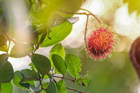 red rambutan fruit on tree Fruits with soft thorns, red rambutan, sweet fruits in a bunch on a green...