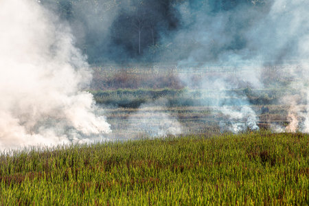 Rice fields are being burned by humans. Forest fires are the cause of PM2.5 air pollution that contributes to global warming.の写真素材