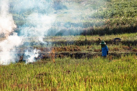 Rice fields are being burned by humans. Forest fires are the cause of PM2.5 air pollution that contributes to global warming.の写真素材