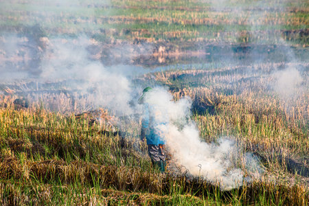 Rice fields are being burned by humans. Forest fires are the cause of PM2.5 air pollution that contributes to global warming.の写真素材