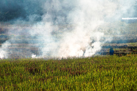 Rice fields are being burned by humans. Forest fires are the cause of PM2.5 air pollution that contributes to global warming.の写真素材