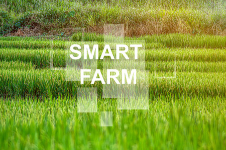 Female farmer inspecting her smart farm grain field. technology and send data to the cloud from the tablet. in the analysis and control of plant quality in the soil smart digital agricultureの写真素材