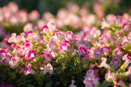 A beautiful purple pink orchid is called the Wishbone flower, Bluewings, Torenia.の写真素材