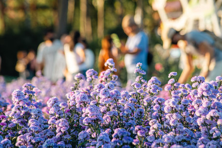 Blurred blue salvia flower in the morning at flower garden.の写真素材