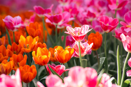 selected focus, Mixed colour tulips flowers in the garden.の写真素材
