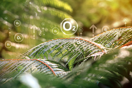 O2 bubbles in the middle of a lush forest are a metaphor for the purifying processes of air through nature. plants absorb carbon dioxide and release oxygen into the air. oxygen release conceptの写真素材