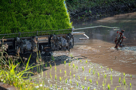 Professional local Asian farmer and agriculture vehicle machine transplant rice seediing in a paddy field in the open sky day.の写真素材