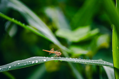dragonflies perch on the grassの写真素材