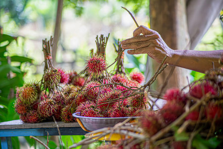 Close up many red rambutan in blue basket. rambutan sweet delicious fruit.background of fresh Thai rambutans. red and green.の写真素材