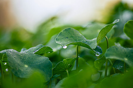 Centella asiatica is a round-leafed herb with many medicinal properties, including brain, heart, and blood vessel health, wound healing, inflammation reduction, and skin care.の写真素材