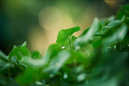 Centella asiatica is a round-leafed herb with many medicinal properties, including brain, heart, and...