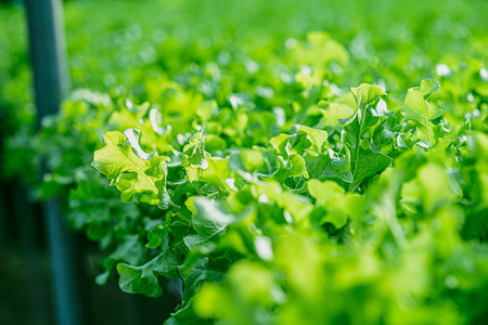 Growing green lettuce or organic salad vegetable With hydroponic systems in the greenhouse by...