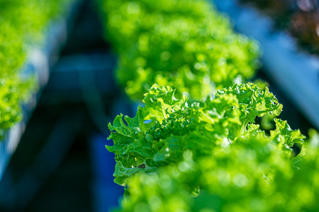 Growing green lettuce or organic salad vegetable With hydroponic systems in the greenhouse by...