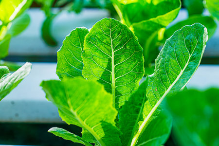 Growing green lettuce or organic salad vegetable With hydroponic systems in the greenhouse by...
