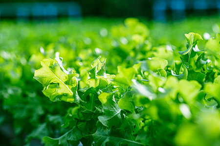 Growing green lettuce or organic salad vegetable With hydroponic systems in the greenhouse by...