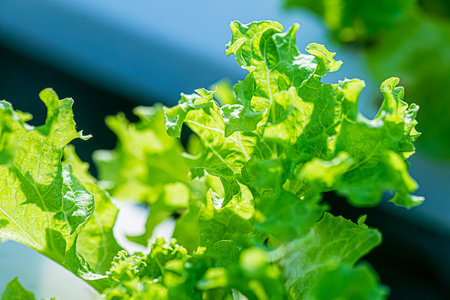 Growing green lettuce or organic salad vegetable With hydroponic systems in the greenhouse by...