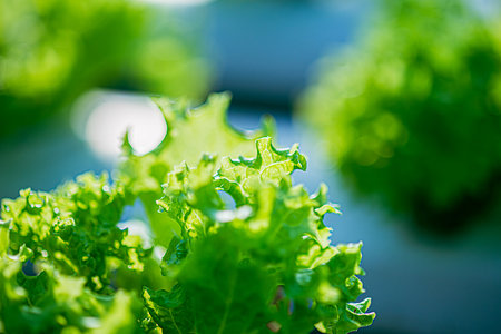Growing green lettuce or organic salad vegetable With hydroponic systems in the greenhouse by controlling water and fertilizer using a small pipe Without soil for planting, digital smart farmの写真素材