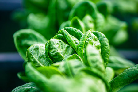 Fresh Green vegetables(Hydroponics) with morning background, vegetable farm in hydroponicsの写真素材