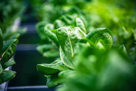 Fresh Green vegetables(Hydroponics) with morning background, vegetable farm in hydroponicsの写真素材