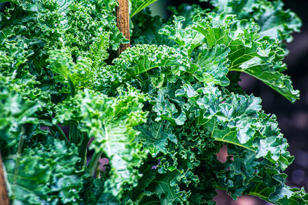Curly kale on natural organic soil. The kale is a winter vegetable capableの写真素材