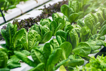 Fresh Green vegetables(Hydroponics) with morning background, vegetable farm in hydroponicsの写真素材