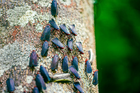 Acraephia perspicillata is a species of planthoppers in the family fulgorid planthoppers. State Biological Garden of CearÃ¡, Brazil.の写真素材
