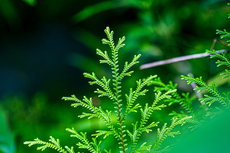 Young green leaves of fern in macro on World Environment Day or sustainability concept ESG, CSR,...