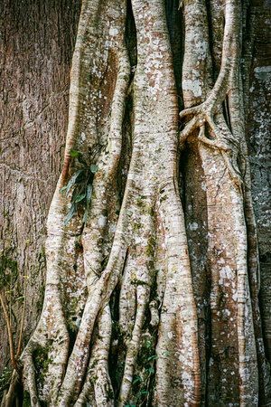 Giant rainforest tree with buttress roots on World Environment Day or sustainability concept ESG, CSR, environmental care, business growth.の写真素材