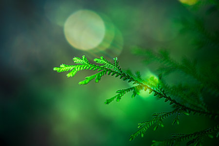 Young green leaves of fern in macro on World Environment Day or sustainability concept ESG, CSR,...