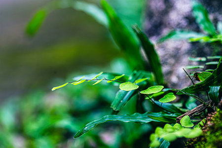 Small plants on moss. Small green leaves with water drops.