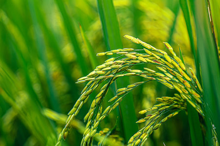 Mature rice in rice field, The rice fields are under the blue sky. The rice is growing in the field