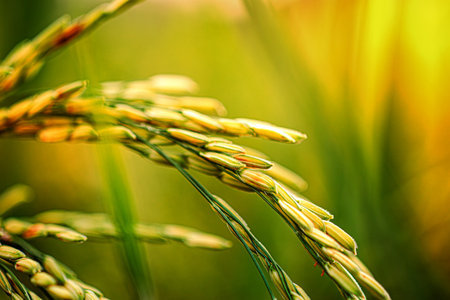 Mature rice in rice field, The rice fields are under the blue sky. The rice is growing in the fieldの写真素材