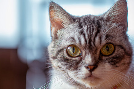 Little cute cat looking at something interesting.