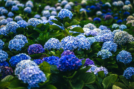 Late rainy season, early winter, Hydrangea garden in Chiang Mai, Thailand