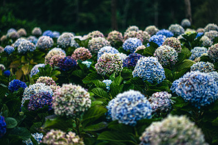 Late rainy season, early winter, Hydrangea garden in Chiang Mai, Thailand