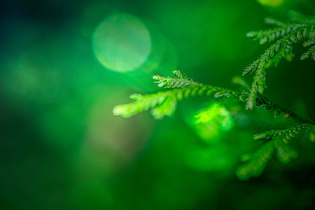 Young green leaves of fern in macro on World Environment Day or sustainability concept,...