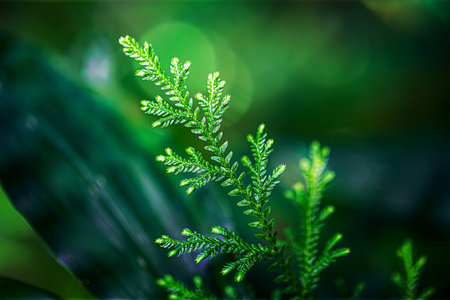 Young green leaves of fern in macro on World Environment Day or sustainability concept ESG, CSR, environmental care, business growth.の写真素材