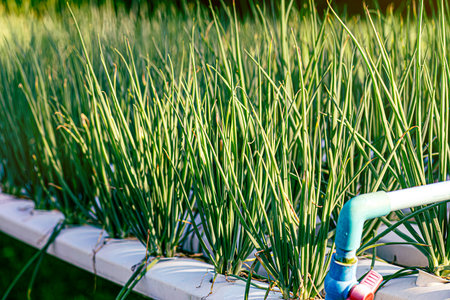 Growing onions organically with a smart farm watering and fertilizing system