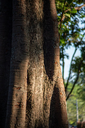 Textured Tree Bark with Moss in a Peaceful Park Setting Ancient Tree Trunk Illuminated by Golden...