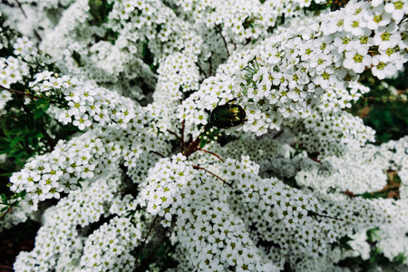 Flowering plants with small white flowers