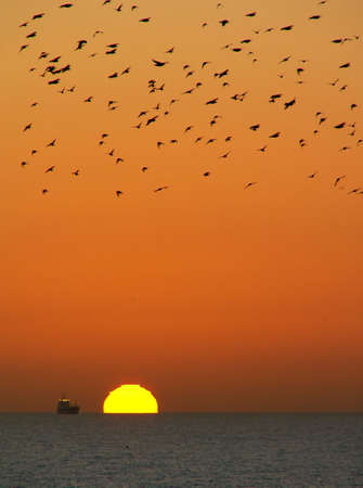Ocean sunset with starlingsの写真素材