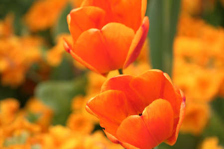 Orange tulipsの写真素材