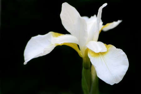 Close-up of a white iris on dark background.