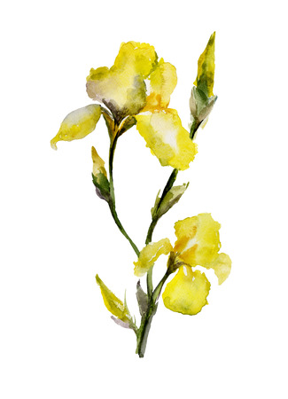 Beautiful yellow iris (flowers and buds) on white background. Watercolor painting. Hand painted. Can be used for greeting cards, cloth printing, fabric, wallpaper.の写真素材