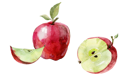 Fresh red apple cut in half isolated on white background. Ripe fruit in cross section.  Watercolor painting. Hand painted illustration.の写真素材