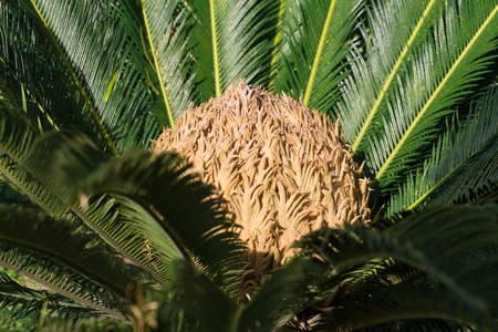 Cycas tree or japanese sago palm with green feather like leaves and large strobilus in the middle. Side view. Close up shot.の写真素材