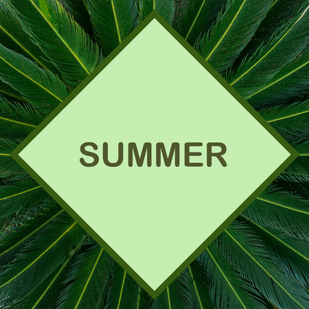 Beautiful summer mock up. Floral template with sago palm foliage. Bright green exotic palm leaves and space for your text rhombus shape. Can be used as a greeting card, invitation, touristic brochure.の写真素材