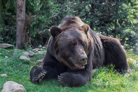 Big European Brown bear lying in the green grass in forest. Huge bear paws with long claws. Closeup photo. の写真素材