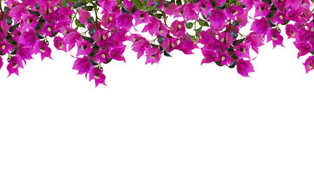 Seamless floral frame, mockup. Beautiful flowering bougainvillia tree twigs with bright pink flowers isolated on white background. Space for your text.の写真素材