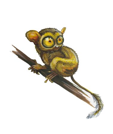 Cute pet tarsier sits on a branch against an isolated background. Hand-painted illustrationの写真素材